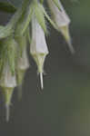 Wild Job's tears <BR>False gromwell